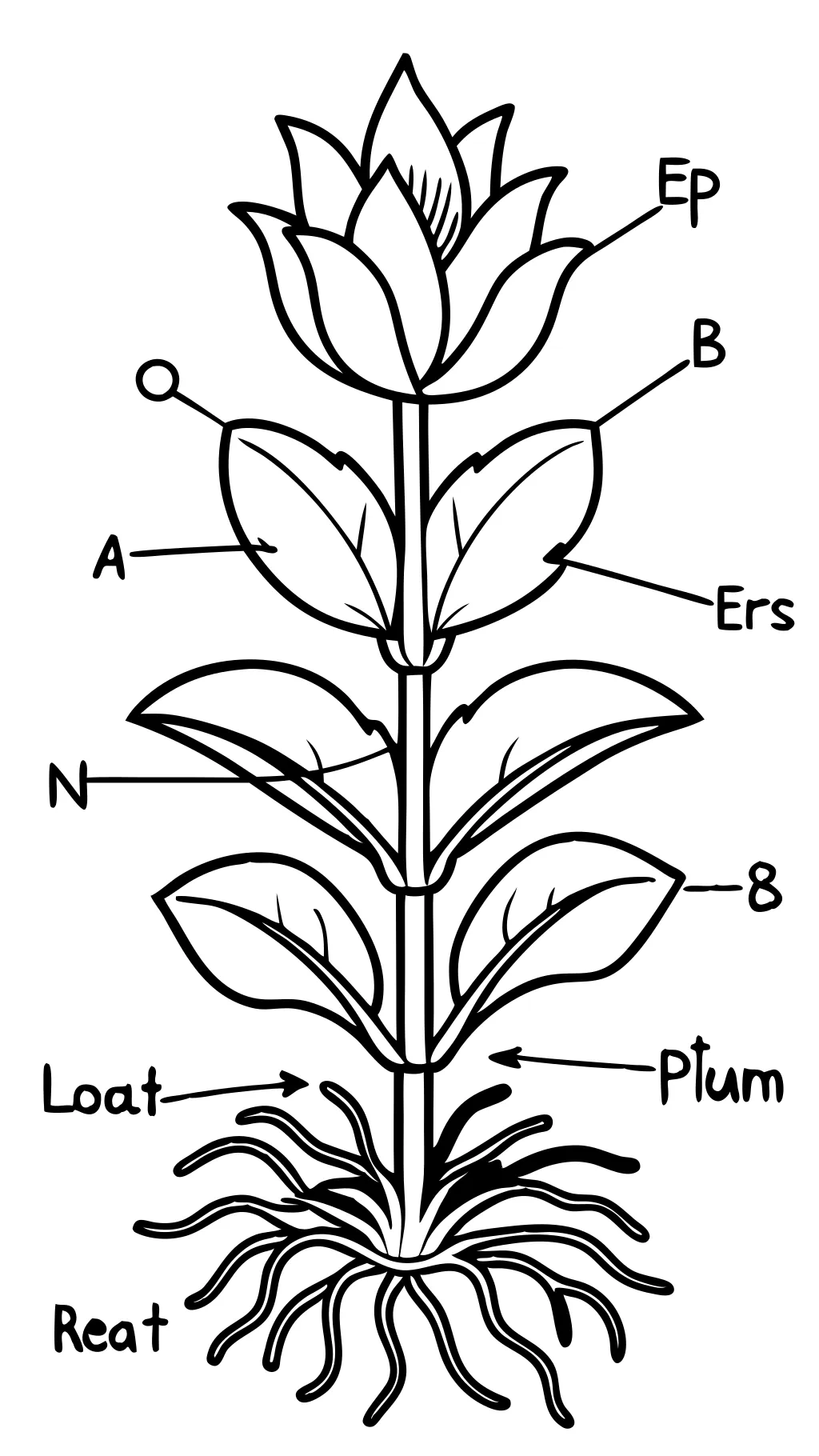 parties d’une page de coloriage de plante